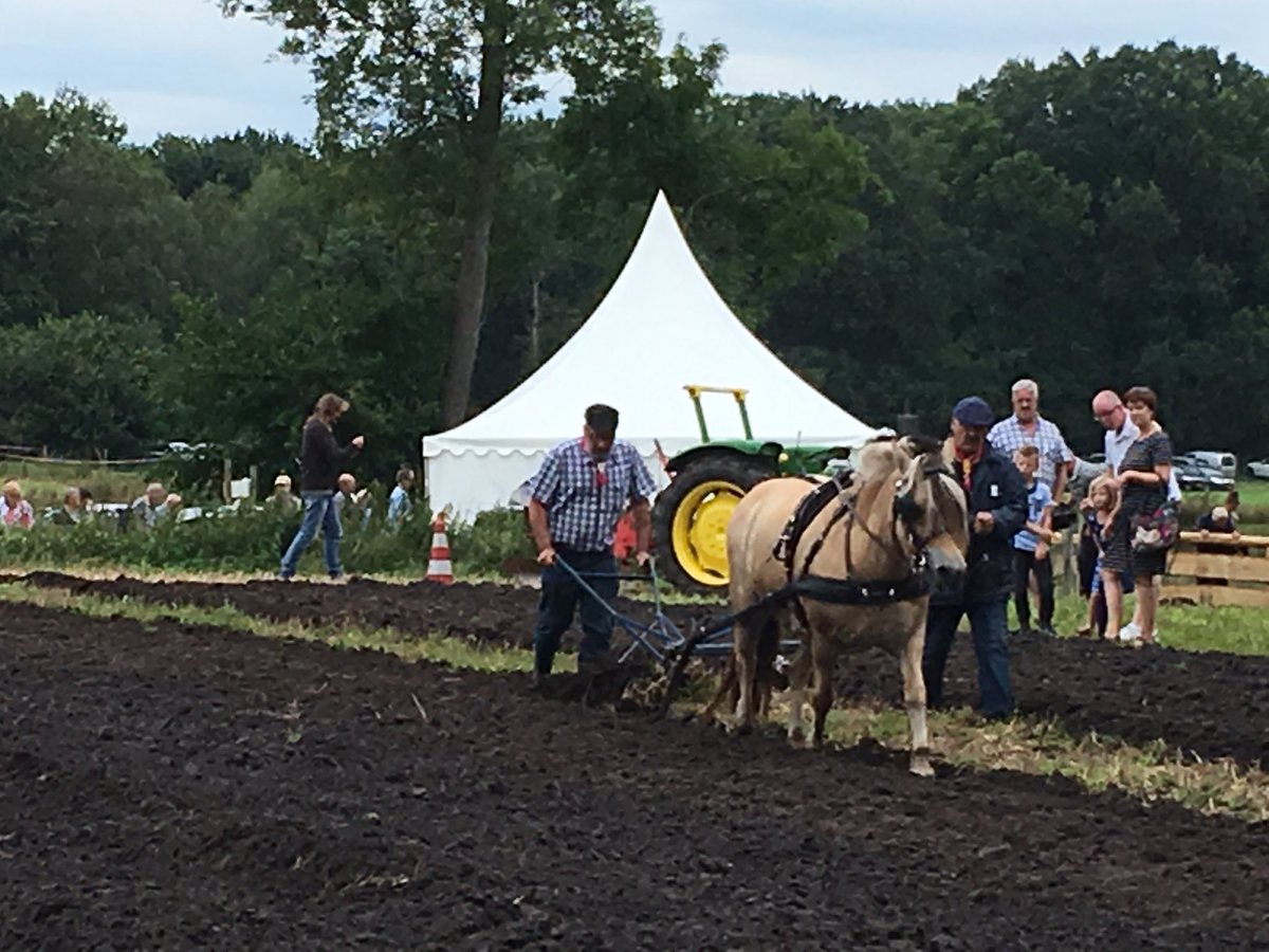 Oogstdag Holthone op landgoed <a href="/GrooteScheere/">De Groote Scheere</a> groot succes. Met het Overijssels kampioensschap stokdorsen.