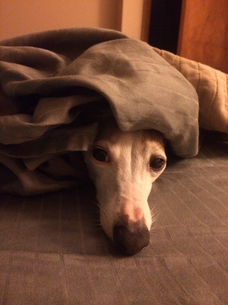 tinyhandsmcgee's tweet photo. @EsteeLalonde Even my Italian greyhound is upset about it! We went back and read Reggie's part again to feel better. #BloomBook https://t.co/5ICc6Yn4Au