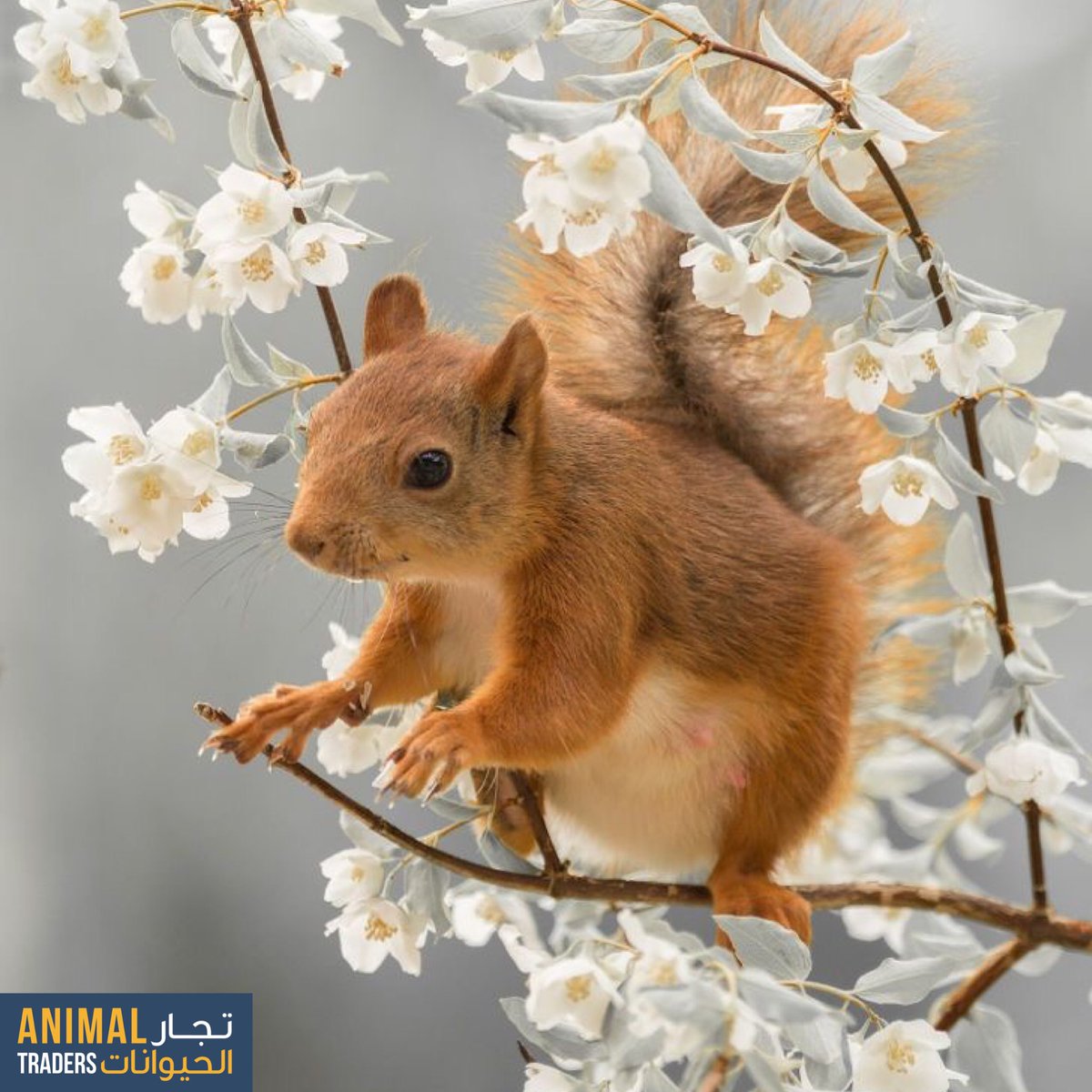 animal_traders's tweet photo. https://t.co/GOcsjRsyZp