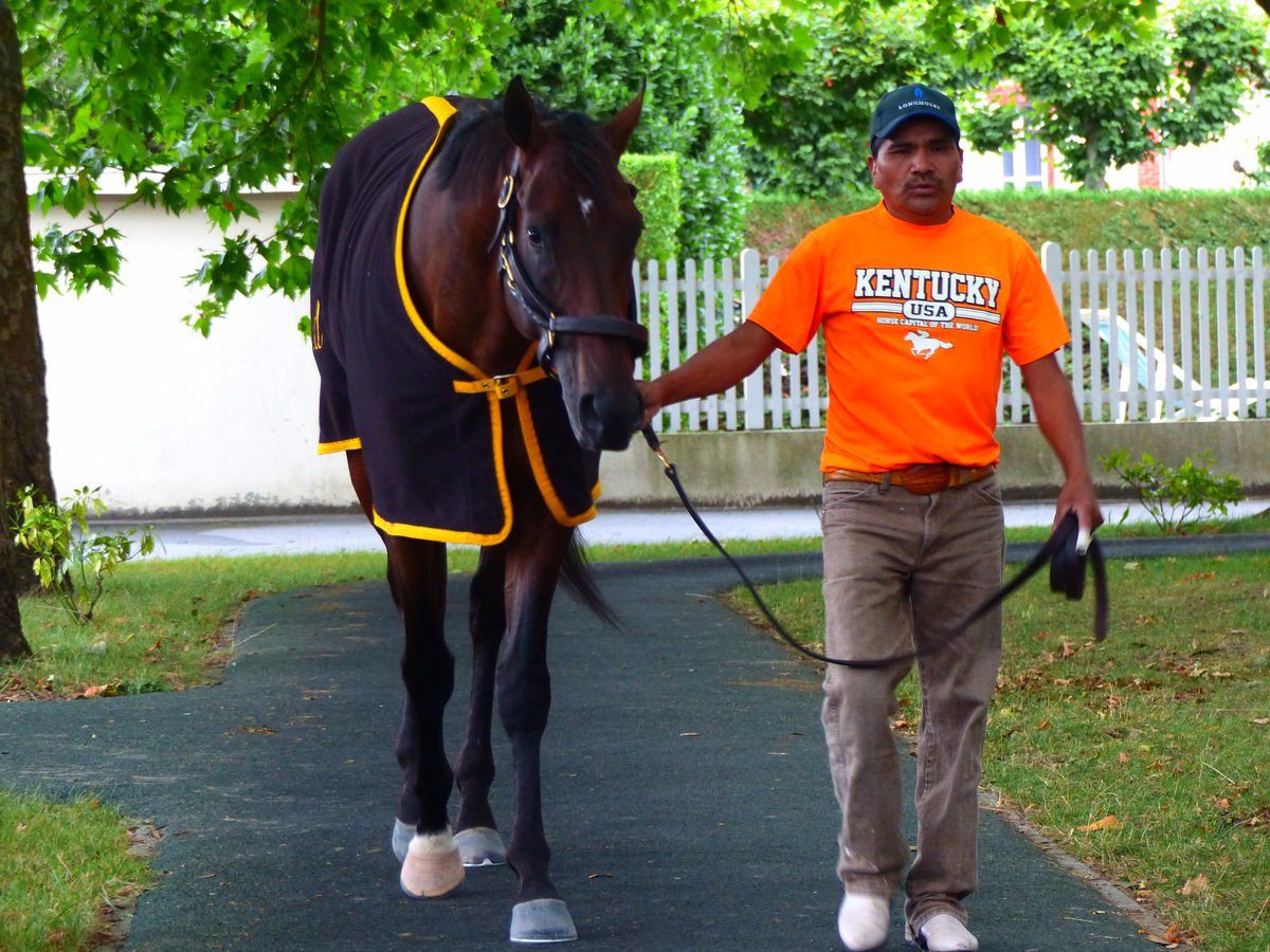 seenthestars's tweet photo. Wesley Ward's #BoundForNowhere looks in great shape ahead of Sunday's Px Maurice de Gheest @fgdeauville . Much more to come on @RacingPost https://t.co/WzLqvG06JY
