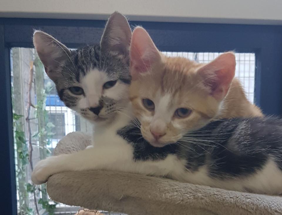 Deze prachtige kleine bolletjes zoeken allemaal een huis! Geopend 12.30-15.30 uur