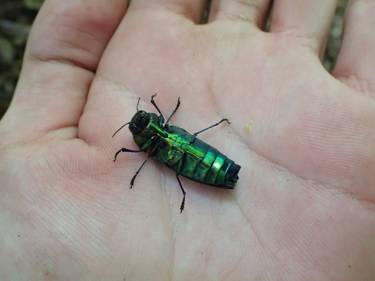 アオタマムシ　オス Yahoo!オークション -「アオタマムシ」(その他) (虫類)の落札