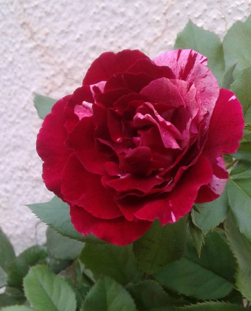 partmezzo's tweet photo. A #happy #weekend and #beautiful #days to all the #world πΆππΆππΆ
#Partmezzo #Team *
#travel #traveler #traveling #tr⦠https://t.co/X0BoaOMWi5 https://t.co/kW4Qzj4U3o