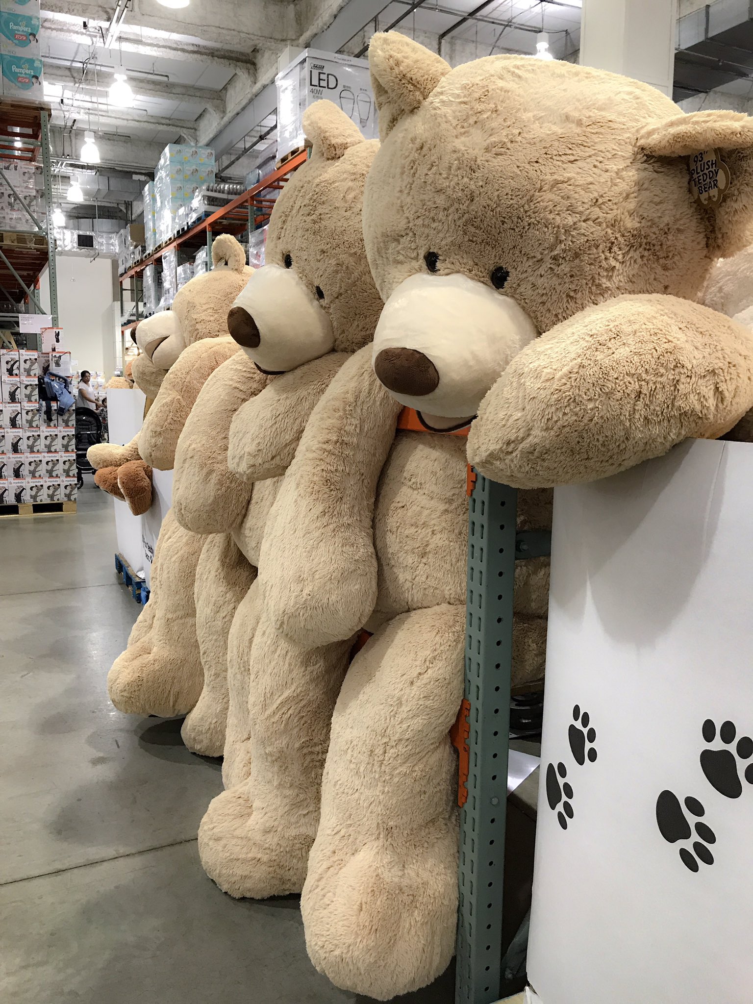 まりも コストコのクマが巨大すぎて可愛い だれか飼って コストコ クマ T Co Ntpdbtbp3t Twitter