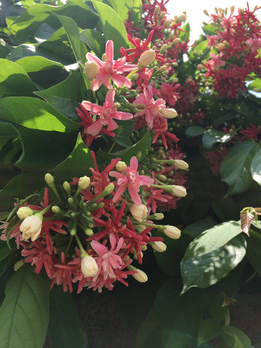 murmurofwinds2's tweet photo. シクンシ(使君子)の花がが咲き始めると、街角が華やいだ雰囲気になる。少女が次第に頬を染めるように、時間を追うごとに赤く色づいてゆく。お気に入りの花の一つ♥︎︎∗︎*ﾟ

花言葉は「無邪気」 https://t.co/FZTTyUF8N3