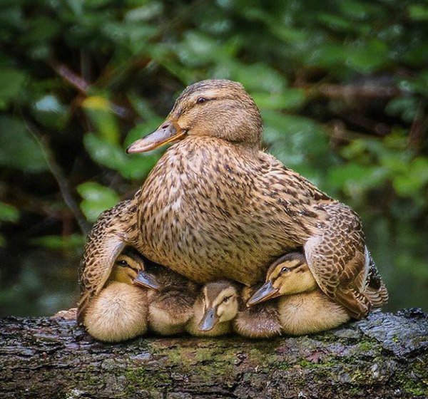 Duck with three ducklings seeking warmth and protection under her.