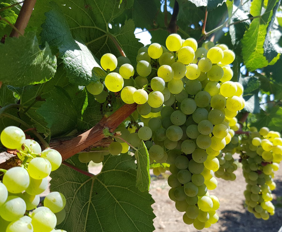 Giuseppe1979D's tweet photo. Sarà il primo bianco ad essere raccolto #chardonnay #feudobutera #sicilia #harvest17 @zonin1821 https://t.co/XwI6rbZW8g
