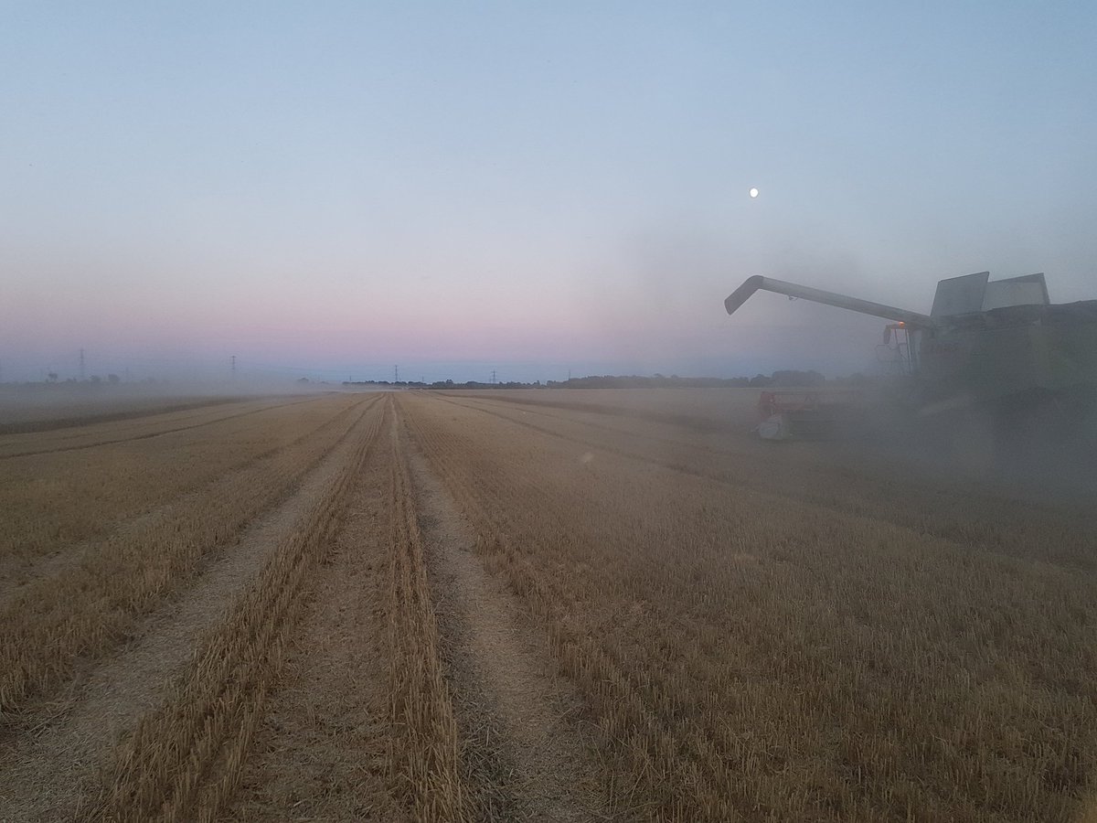 T77HAM's tweet photo. #harvest17 cordial 14.5% 2nd wheat #pubyield 10t/ha๐๐๐ https://t.co/a08d4bcBFe