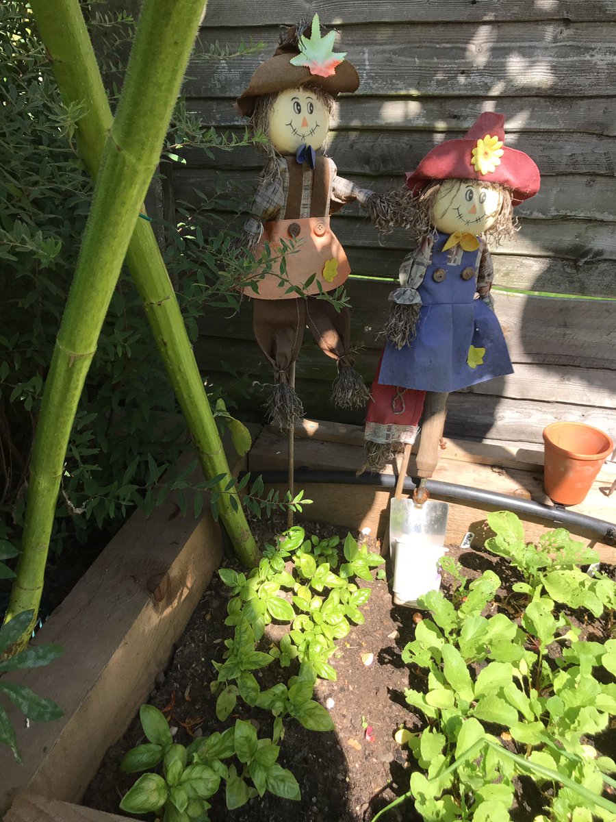 RedwoodBooking's tweet photo. Basil and his neighbour Radish have given us plenty of produce this summer so far. @imagovenues  @TheCropClub  #GrowandShow https://t.co/nJfayLXmFt
