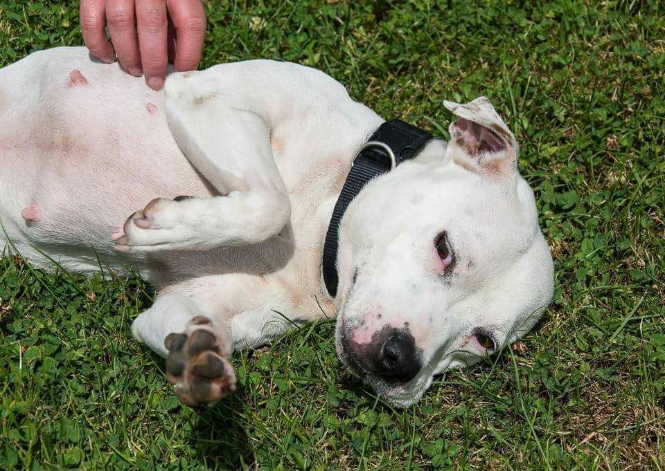 NWDogRescue's tweet photo. SHEENA hates kennels and is stressed. Please RT to help find a family. #FFH  https://t.co/wRqF0mKWjJ  . https://t.co/6HdH0bclkc