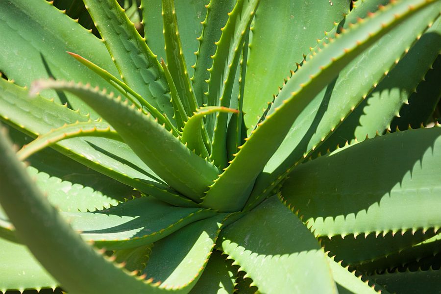 CrystalWind's tweet photo. Health Yourself: The Healing Properties And Benefits Of Aloe Vera #AloeVera https://t.co/uun9v2Lfwm https://t.co/tgcomsvgTZ