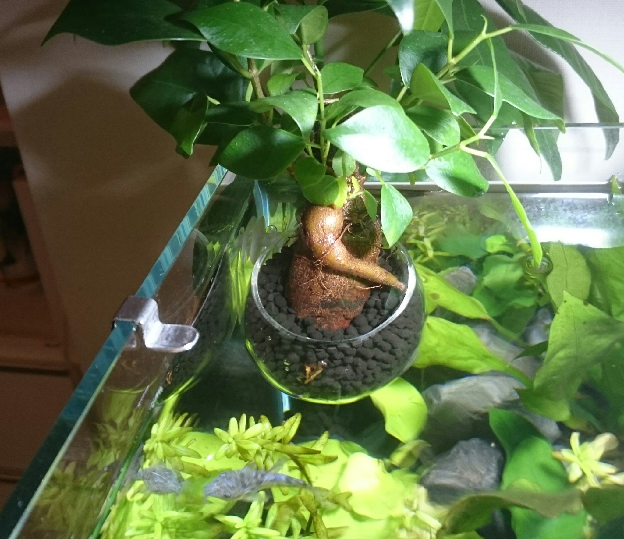 しゆき Sur Twitter ガジュマルを抽水化する 頑張れガジュマル アクアリウム ガジュマル 抽水植物 しゆき Sur Twitter ガジュマルを抽水化する 頑張れガジュマル アクアリウム ガジュマル 抽水植物