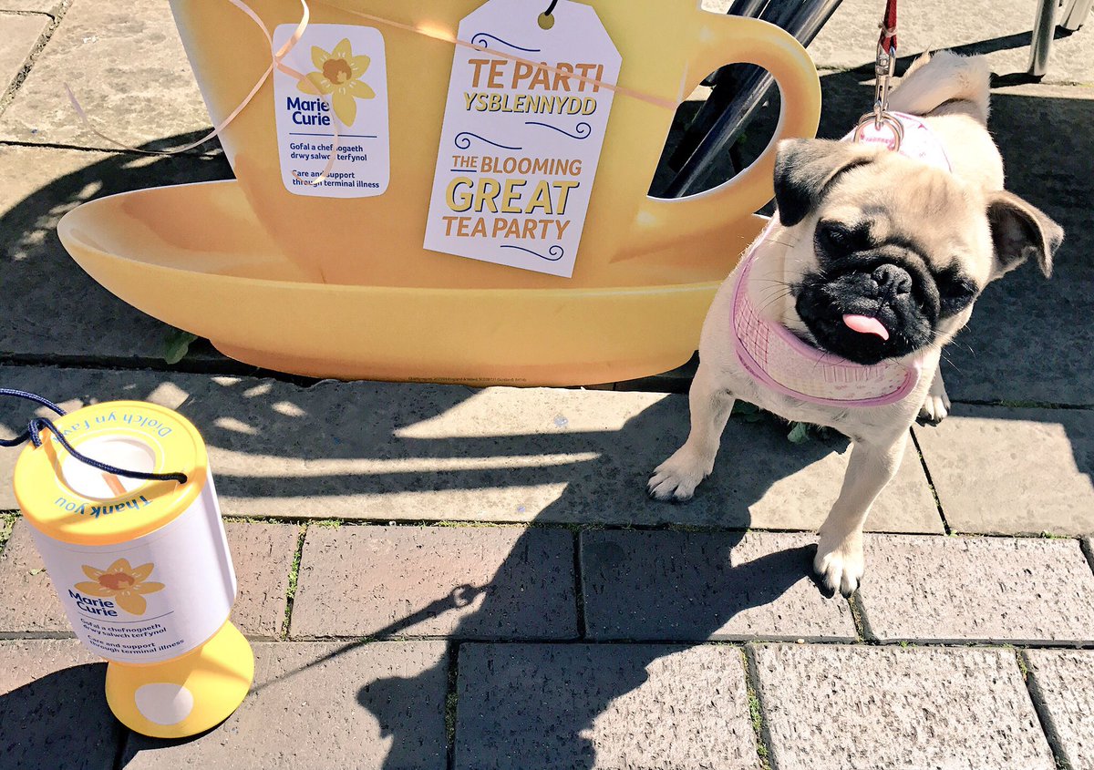 Pug_fest's tweet photo. Jasmine is fundraising for @mariecurieuk in Porthcawl South Wales today! #HugAPug https://t.co/lDF0ehdqzb