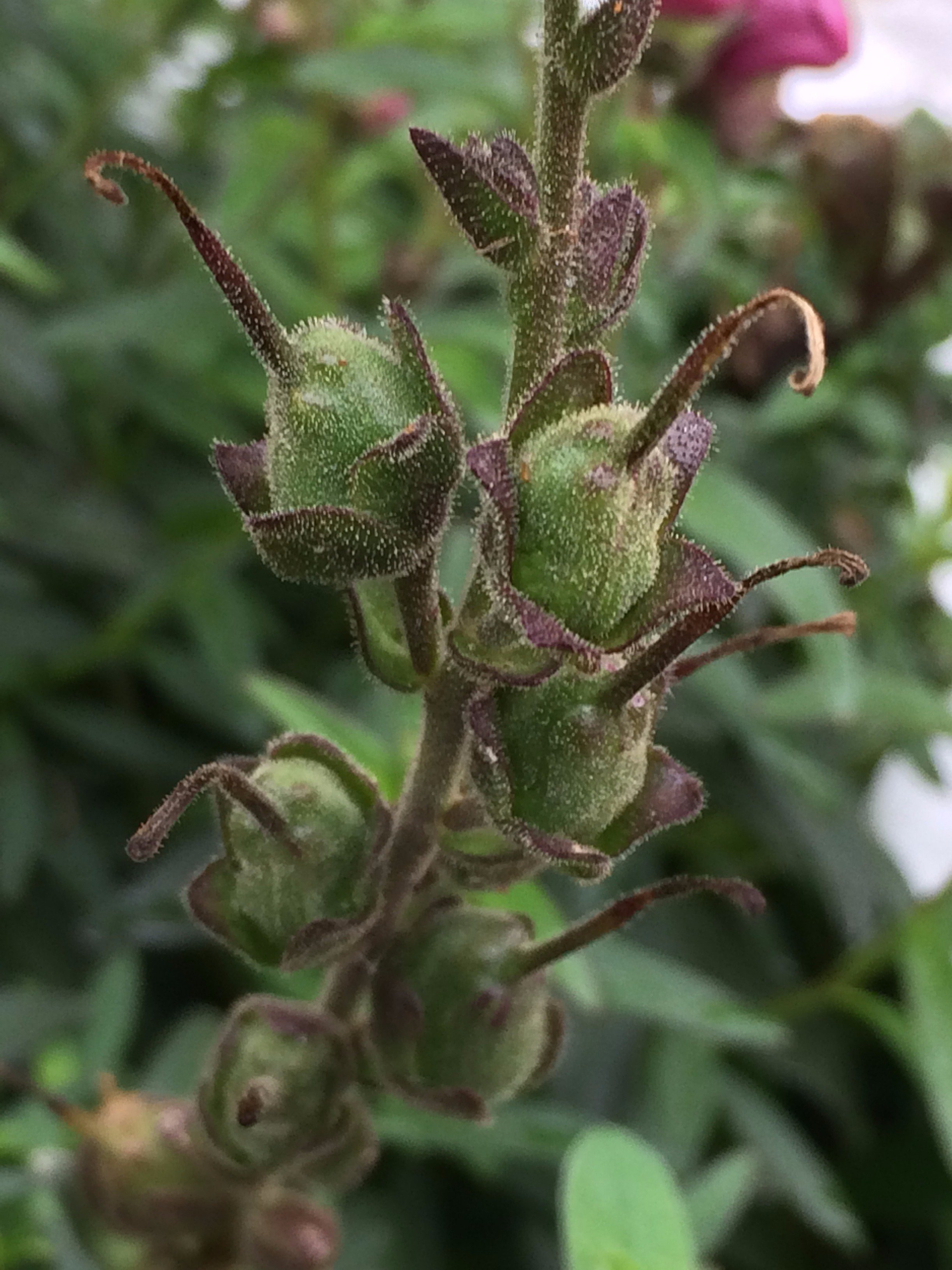 キンギョソウ属 Twitter Search Twitter