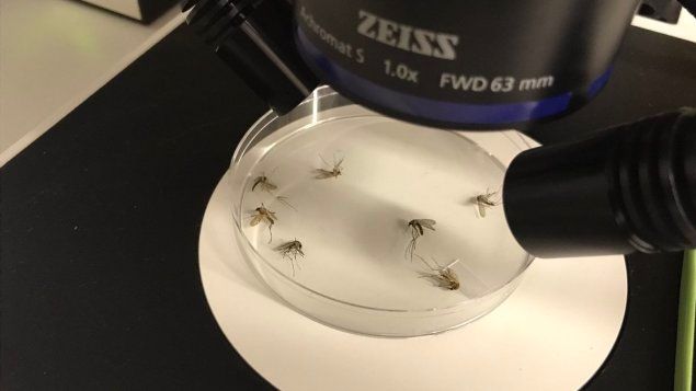 iciottgat's tweet photo. Premier cas humain d'infection par le virus du Nil à @ottawaville https://t.co/fv4mrgGOMY https://t.co/0HEShIQYYs