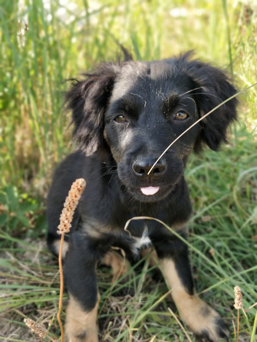 _Unaa_'s tweet photo. #cutie #puppy #OnePlus5 #Camera #love https://t.co/UzLSVzznQB