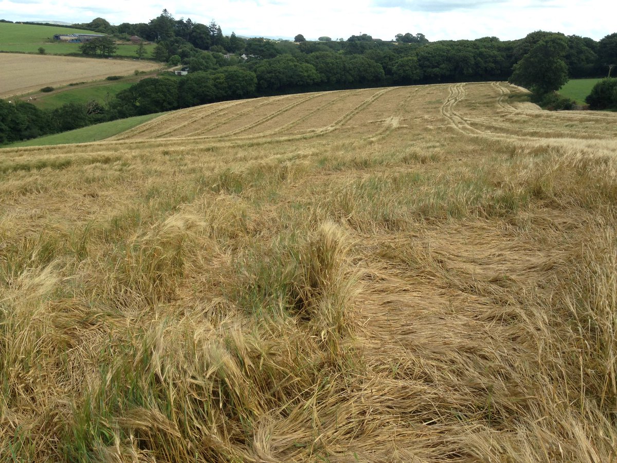 Not sure what we should do with this disaster, S Barley been flat for 4 weeks, too far gone for wholecrop I think.
