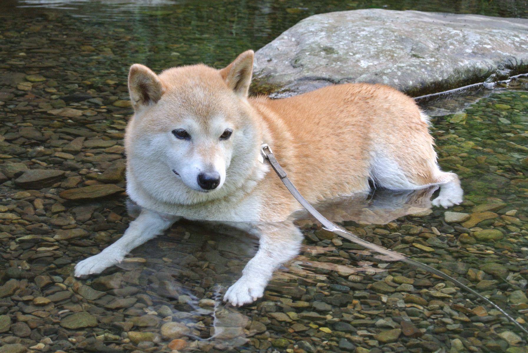 O Xrhsths 柴犬 ちゃこ Sto Twitter Mol Yel お座り じゃなくて ふせ なんですけどね W 川の流れの中で 伏せが出来れば犬界の仙人なんだろうなーって感じです T Co So6rbtr2hf Twitter