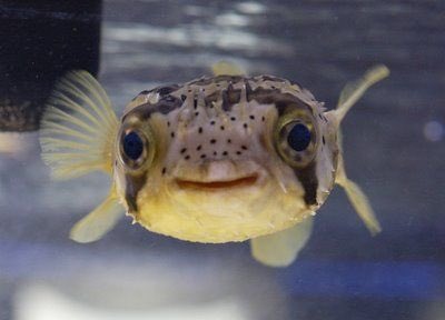 greetings my fishy friends!!!!! have a fun filled day today!!!!!!
