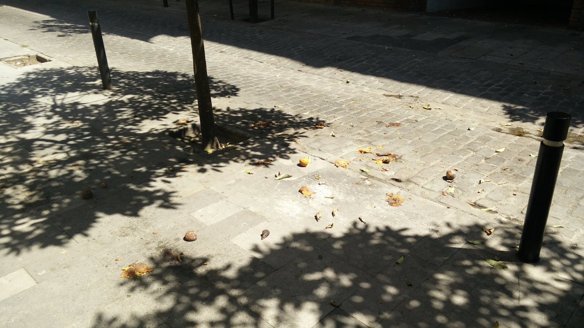BCNoNeta's tweet photo. @BCN_Ecologia @bcn_ajuntament @AdaColau Cap manteniment en tot l'any dels tarongers del carrer Monlau (Sagrera). Fa fastic !!. És lamentable https://t.co/qg6hauYKDh