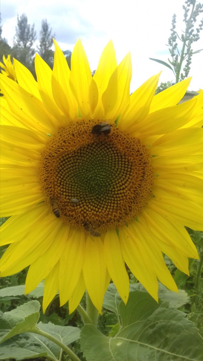 It's a bit damp but here is a happy sunflower and busy bees to brighten up everyone's days!