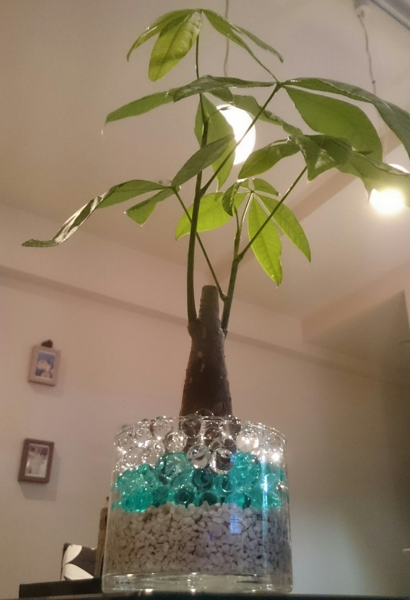 よっちゃん パキラ移植 最近の100均っていろんなのあるんだねー ガラスの鉢植え100円 ゼオライト100円 ゼリーのなんちゃら100円 各２個づつ買って648円 安い パキラ ダイソー ハイドロカルチャー T Co Lj4inwmdxh