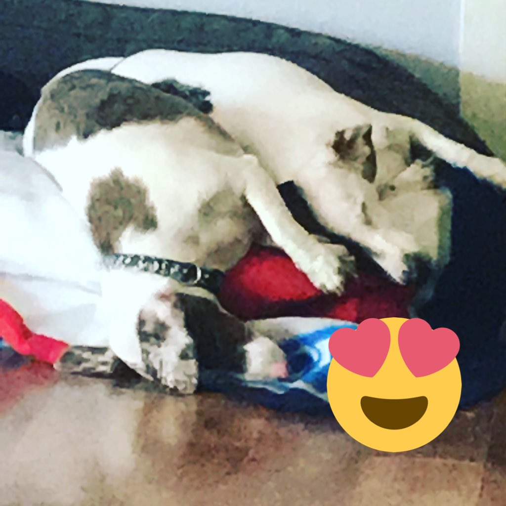CriderCrew's tweet photo. Naptime on my head!!! #AdoptDontShop #blinddogs #doxie #Naptime #onmyhead https://t.co/bIF7Sdtlph