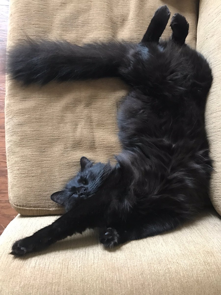 EmilyRider31's tweet photo. Vet: how do you sleep at night knowing that you weigh 14 lbs....6 lbs over the average weight for a cat??
Oliver: https://t.co/m4Ju98t64e