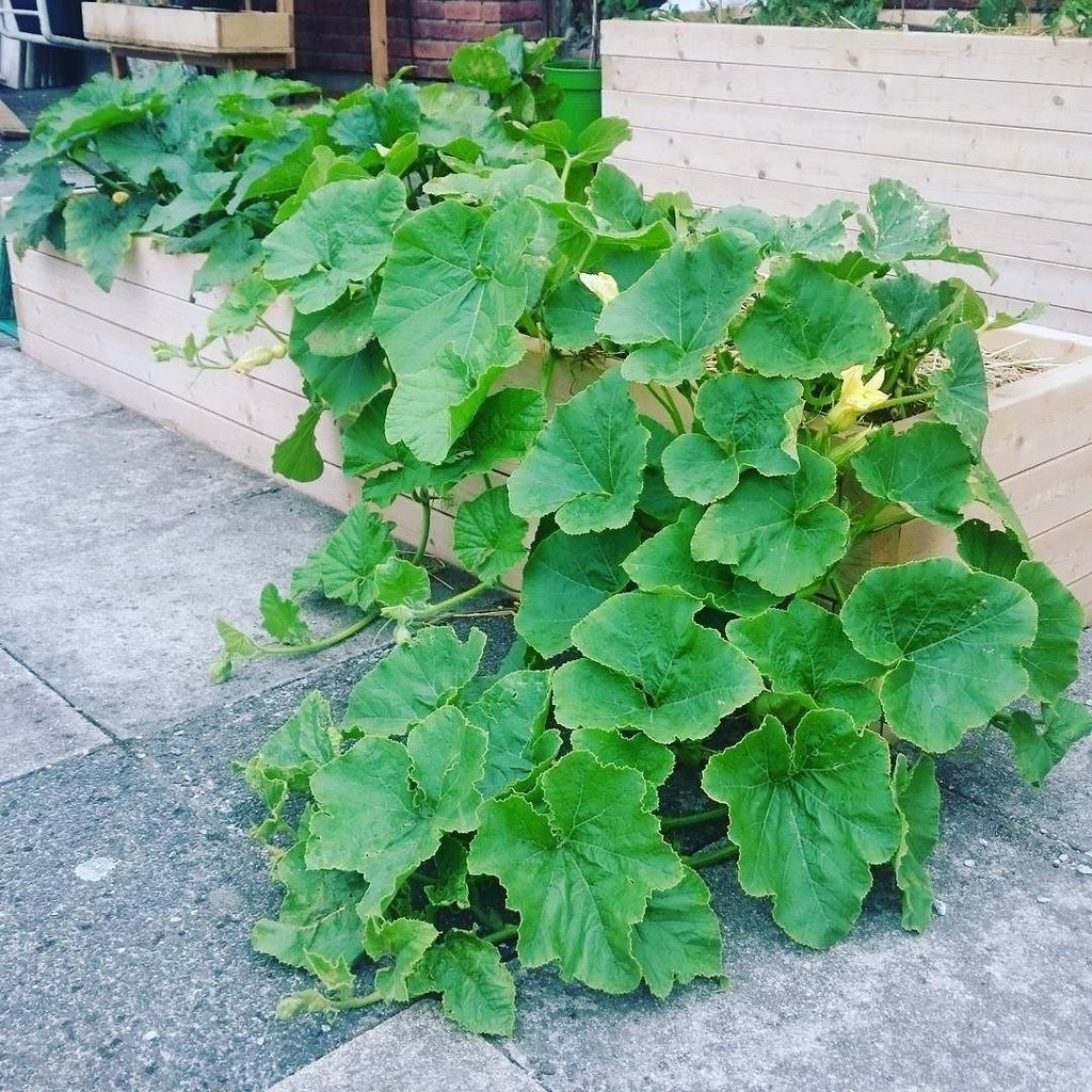 Nabolagshager's tweet photo. Heia gresskarjungelen på taket! #nabolagshager #takformaten #gresskar #rooftopgarden #takhage #takfarm #spirendeos… https://t.co/QDDHDi1irL https://t.co/Hm9ytwNtOl
