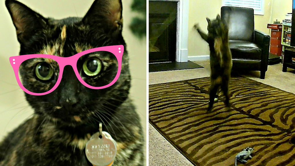 MooreApproved's tweet photo. CAT REDFOO? | Ultimate Cat Jumping Workout | MOORE APPROVED MUSIC VIDEO https://t.co/oiMeWTBKmc https://t.co/qB8Dfxq8pP