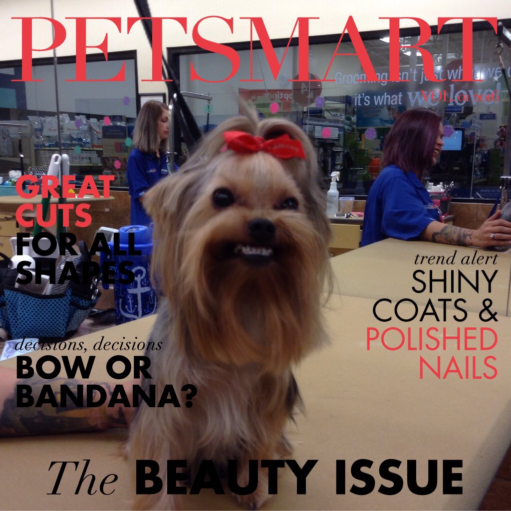 PetSmart221's tweet photo. Clearly you can tell Daisy loved her groom today!! #happyyorkie #petsmartgrooming #groomingrocks https://t.co/aBnqHDT48B