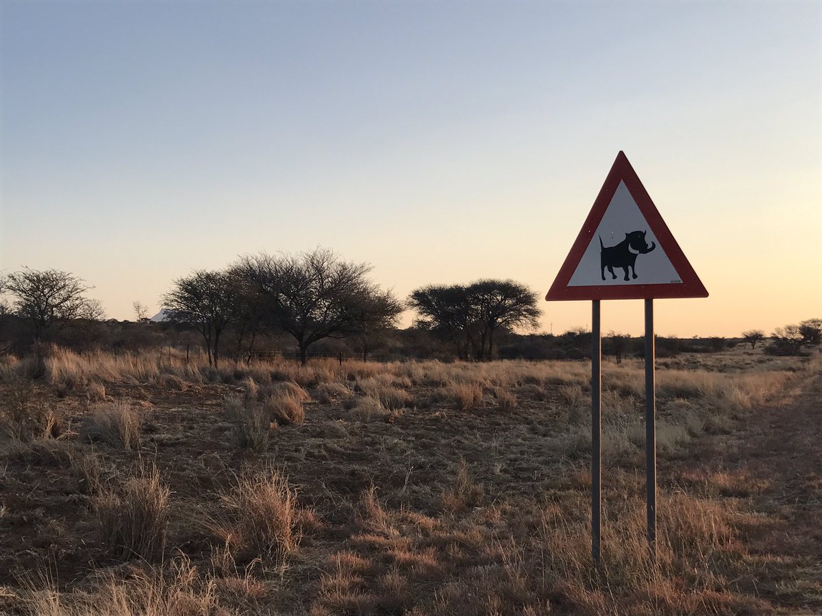 noemiprous's tweet photo. I tant se't creua una vaca, com un "Pumba" o una zebra...#TrafficInAfrica #AfricanRules 😂😂 https://t.co/4pMint25K0