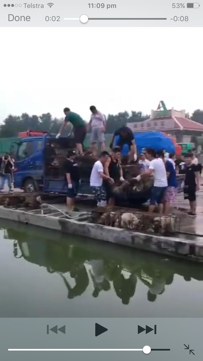 DeborahCao's tweet photo. Happening now: near Qufu hometown of Confucius Shandong truck carrying dogs to be sold&amp;eaten was stopped by good people &amp; animal rescuers🆘 https://t.co/2smL2hRwO0