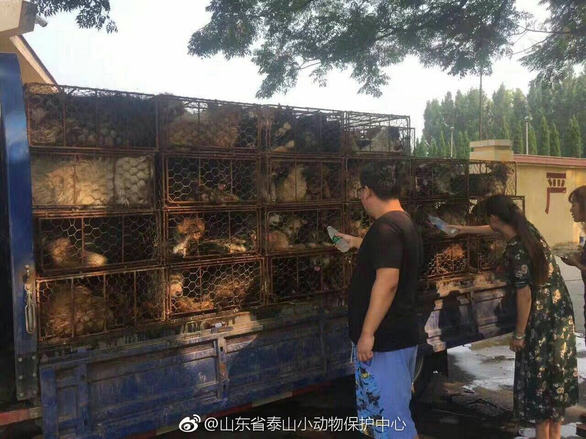 DeborahCao's tweet photo. Happening now: near Qufu hometown of Confucius Shandong truck carrying dogs to be sold&amp;eaten was stopped by good people &amp; animal rescuers🆘 https://t.co/2smL2hRwO0