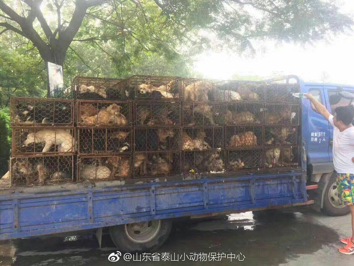 DeborahCao's tweet photo. Happening now: near Qufu hometown of Confucius Shandong truck carrying dogs to be sold&amp;eaten was stopped by good people &amp; animal rescuers🆘 https://t.co/2smL2hRwO0
