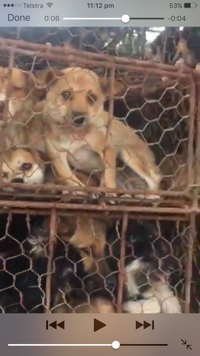 DeborahCao's tweet photo. Happening now: near Qufu hometown of Confucius Shandong truck carrying dogs to be sold&amp;eaten was stopped by good people &amp; animal rescuers🆘 https://t.co/2smL2hRwO0
