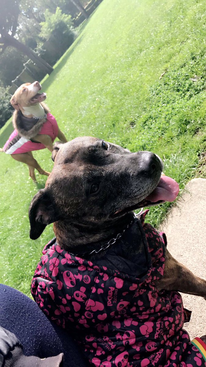 JayJaySweetsz's tweet photo. Flexing on these bitchs ✨🐾 #petsinclothes #cutedogs #pitbull #cutepets #dogs #cutedogs https://t.co/zqQwivyEXP