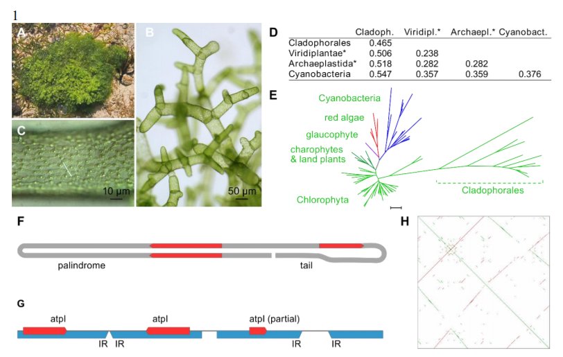 protistologists's tweet photo. The Plastid Genome In Cladophorales Green #Algae Is Encoded By Hairpin Plasmids. https://t.co/HcybIuTR4f https://t.co/LJnQhf3aha
