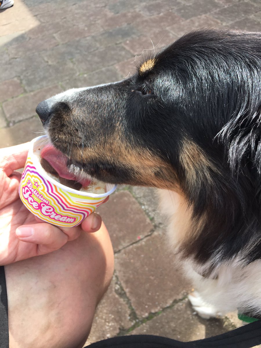 GracieMaeve's tweet photo. It stopped fundering and raining and I've got ice cream 🍦 @BCTGB @GroverTdog @maeveydog https://t.co/sHMVNZf9oD