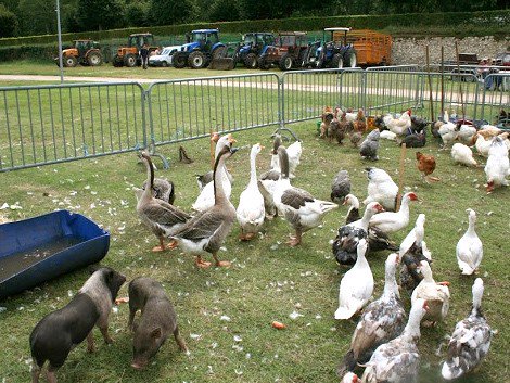 OtSully's tweet photo. Foire aux bestiaux et à l’agriculture locale le 27 août à #SullysurLoire. Animaux, fruits et légumes locaux,... Jeu concours dans les OT. https://t.co/YIkSIrSpzW