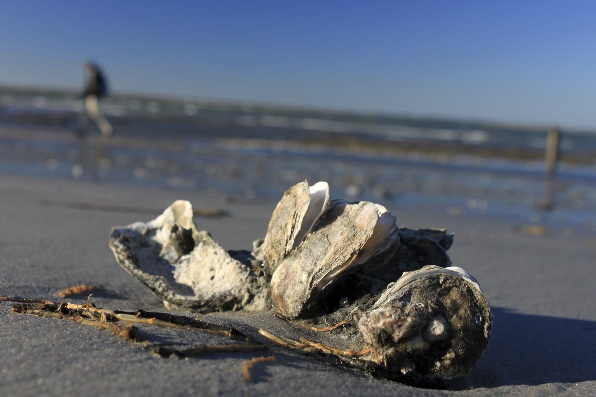 Nature_DCMD's tweet image. It's #NationalOysterDay! Learn more about efforts to restore oyster reefs in 10 #ChesBay tributaries by 2025. bit.ly/2uQYRBn