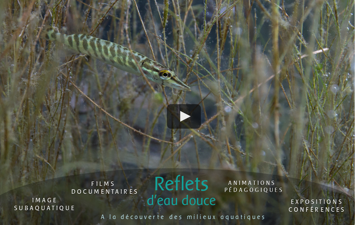 R_EauDouce's tweet photo. Nouvelle vidéo de Reflets d'eau douce! à la rencontre de la vie des #milieuxAquatiques https://t.co/wJF2AFwbac
#EauDouce #ImageSubaquatique https://t.co/U5PmFvg4ag