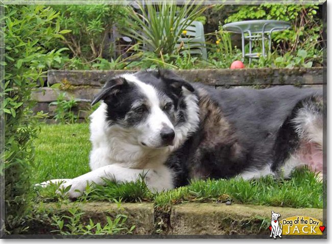 dogofthedaycom's tweet photo. Saturday's Dog of the Day is #cutJack, a #bordercollie #love #survivor -read his tale
https://t.co/SBc2SGLN6l
#dogoftheday #dogs https://t.co/eCDssYUNBp
