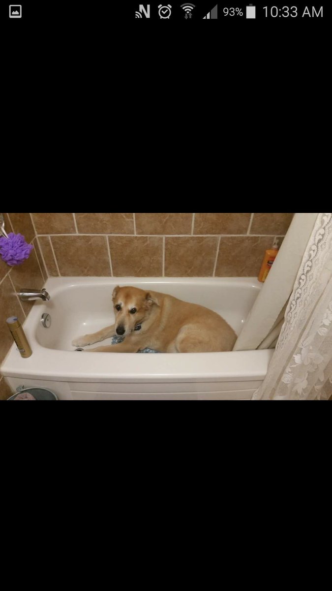 gillmorehunter's tweet photo. When my 115 pound dog heard about the tornado warning last night and really bunkered down https://t.co/8GE50ff3OO