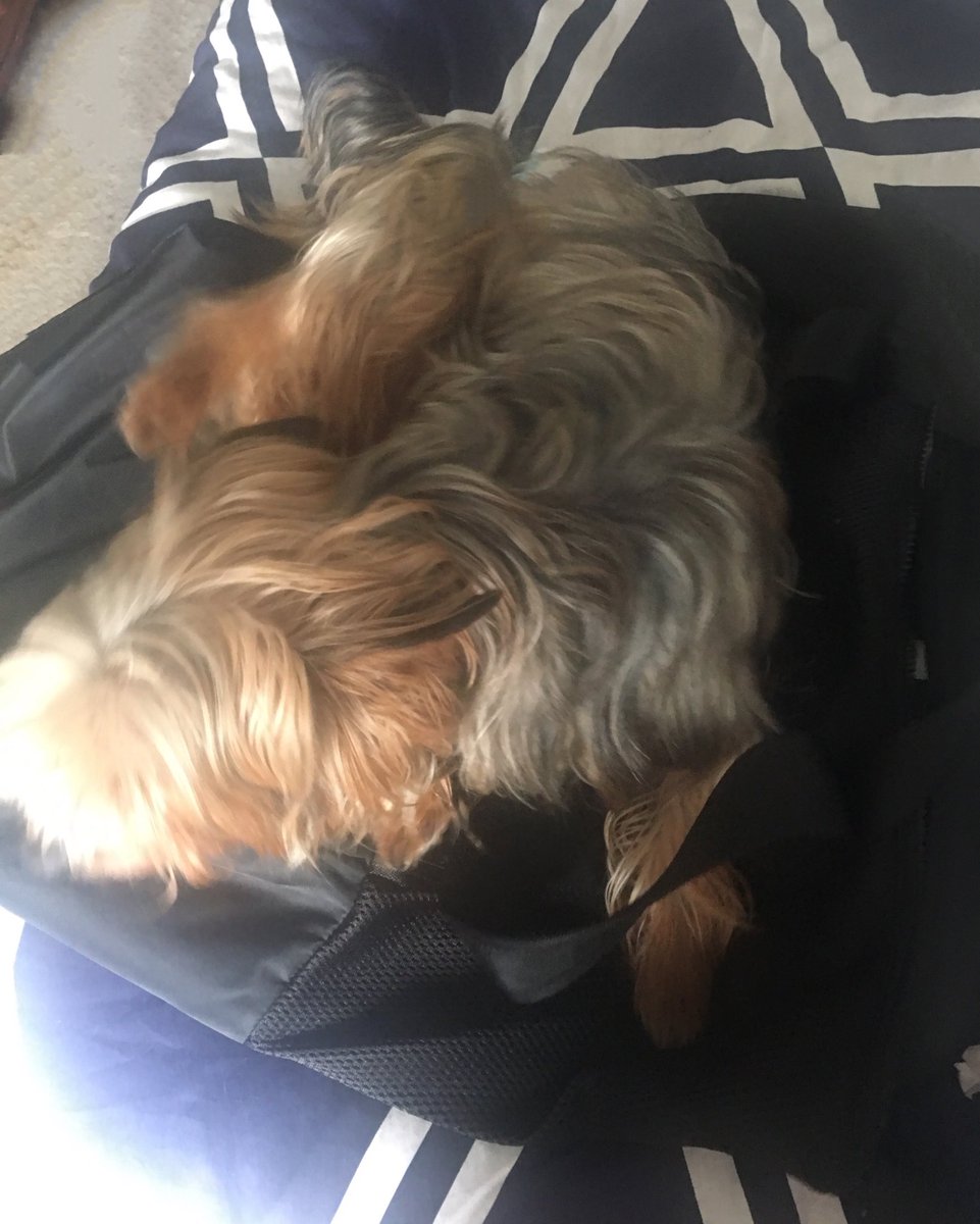 h__j__b's tweet photo. Apparently Sawyer shares my love for @lululemon ❤️😩 #hotmesh https://t.co/zIr8noLgKR