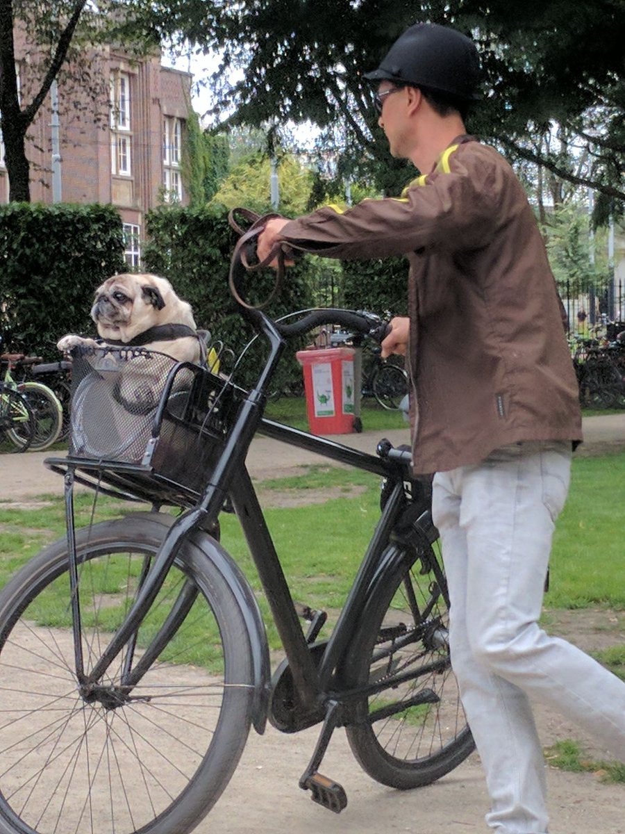 WebsitWonderful's tweet photo. #Amsterdam #pugs https://t.co/4RXfw0d3MG