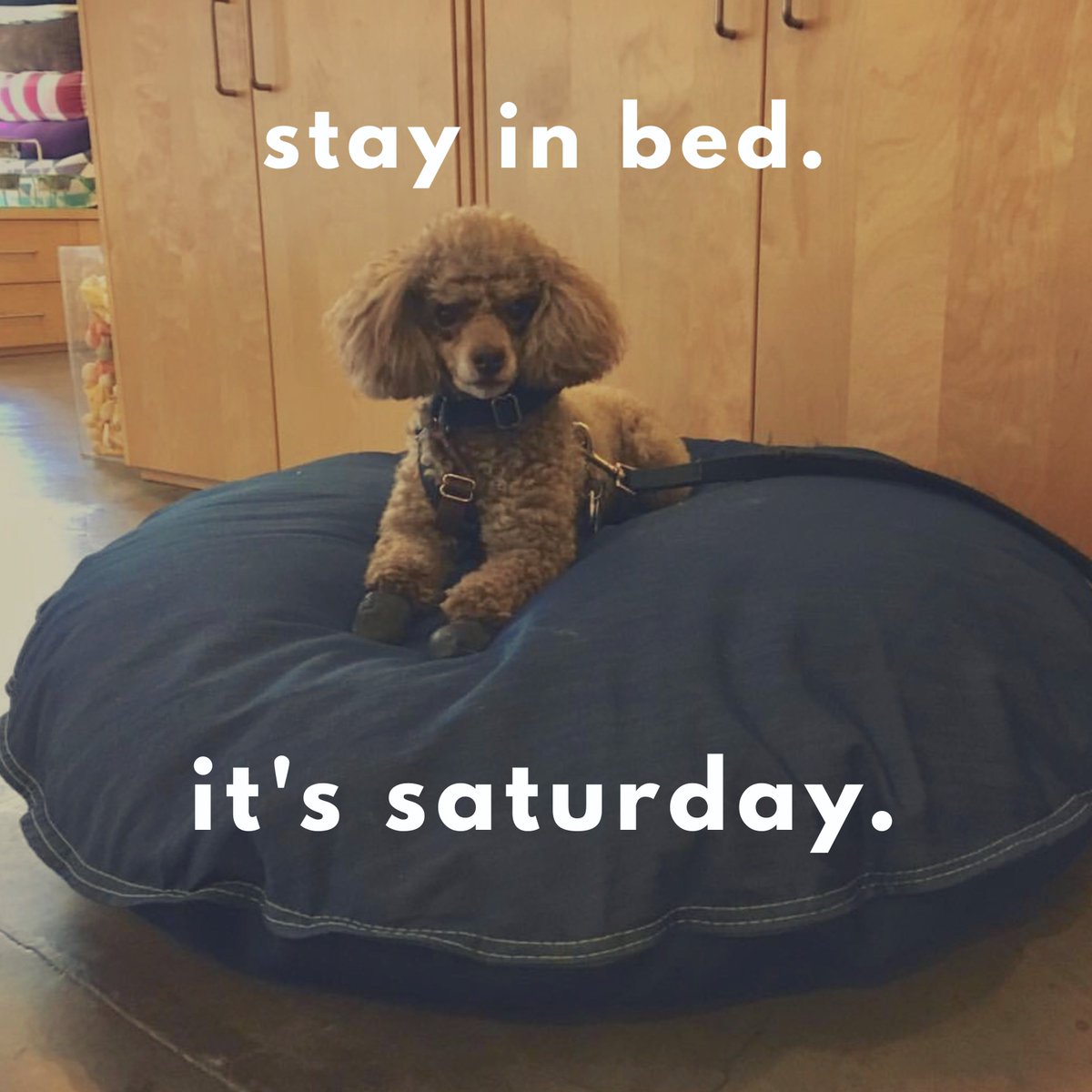 gooddogden's tweet photo. And... that’s all you need to do today.
#saturday 

Every DEN Dog Bed or Toy bought, gives one to a rescue dog.  
PLEASE HELP RESCUE DOGS🐕💕 https://t.co/1uhfWmHqtB