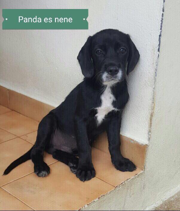 Las estrellas que estarán mañana para adopción en el Paddle 4 Paws en la Laguna del Condado #adopta #esteriliza #noalmaltrato #cute