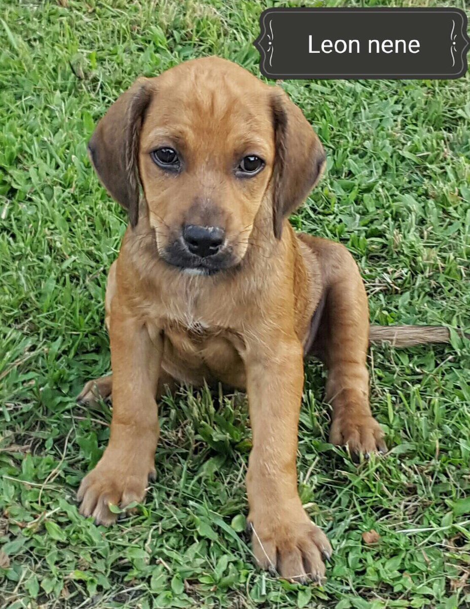 PetSOSpr's tweet photo. Las estrellas que estarán mañana para adopción en el Paddle 4 Paws en la Laguna del Condado #adopta #esteriliza #noalmaltrato #cute https://t.co/tPJLcB93Th