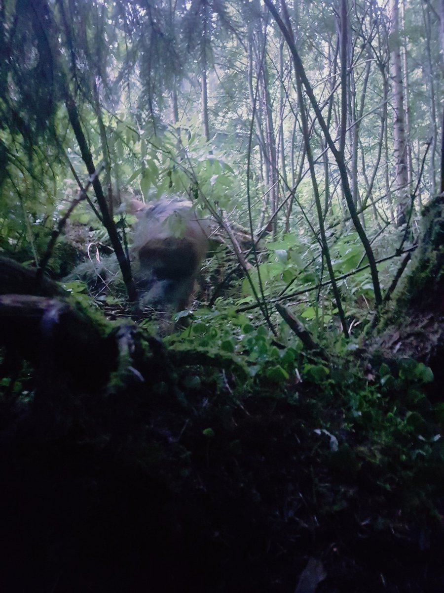 BestforDogsAS's tweet image. 